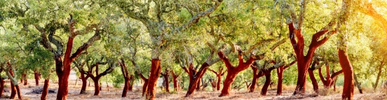 DIA DA FLORESTA AUTÓCTONE